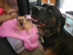 Reunited Male Dog last seen Near 236th St E, Graham, WA 98338, USA, Graham, WA 98338