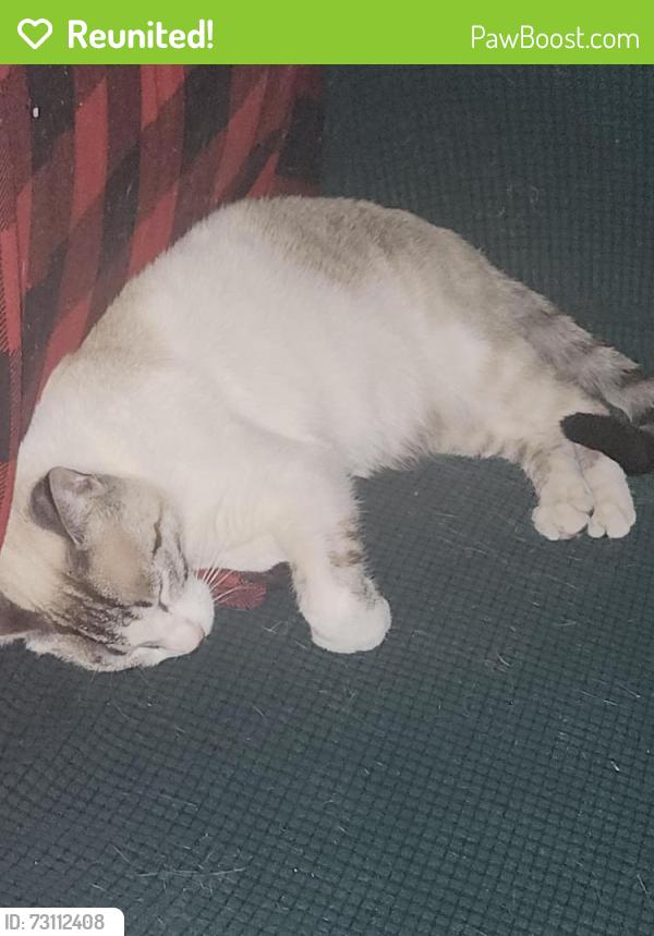 Reunited Female Cat last seen Yosemite drive and highway 173, Lake Arrowhead, CA 92352