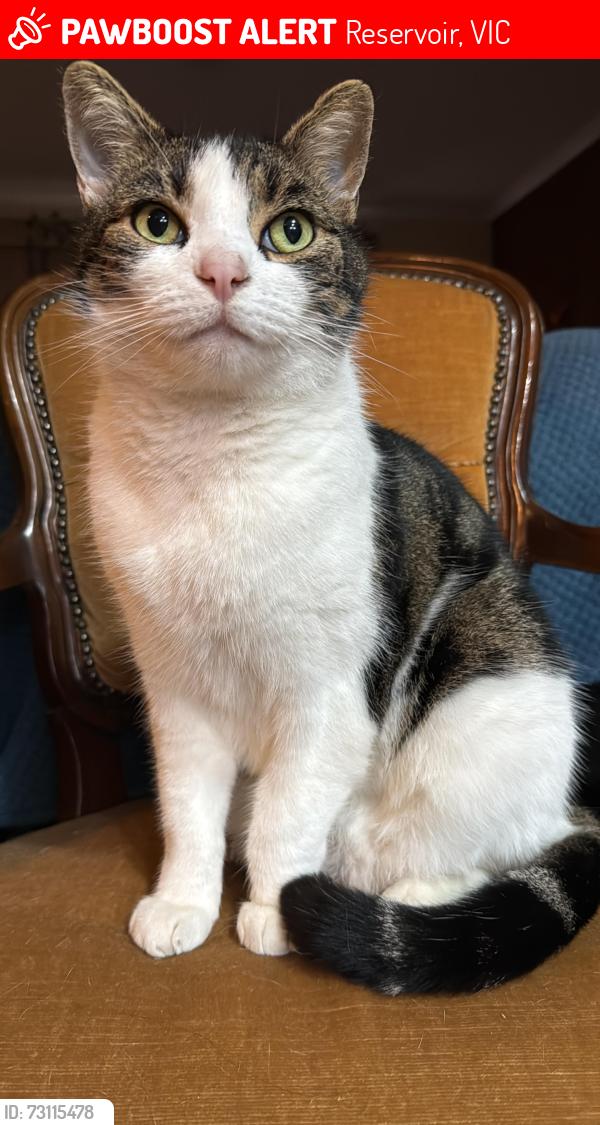 Lost Male Cat last seen Powell St and Spring St (Reservoir, Vic ), Reservoir, VIC 3073