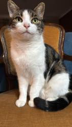 Lost Male Cat last seen Powell St and Spring St (Reservoir, Vic ), Reservoir, VIC 3073