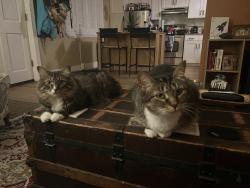 Lost Male Cat last seen Martin Rd, Northport, AL 35473