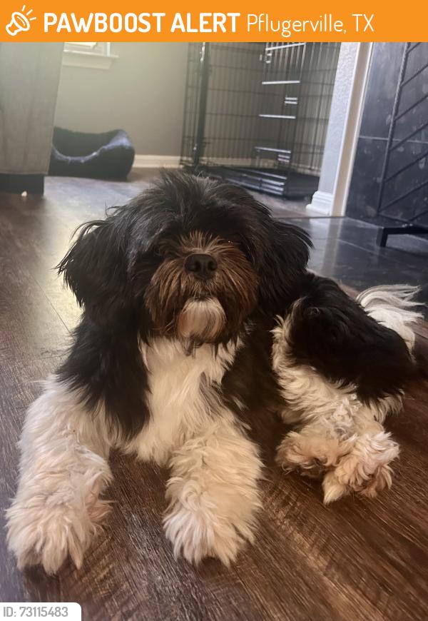 Found/Stray Male Dog last seen Broken Feather Trl, Pflugerville, TX 78660