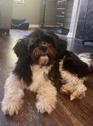 Found/Stray Male Dog last seen Broken Feather Trl, Pflugerville, TX 78660
