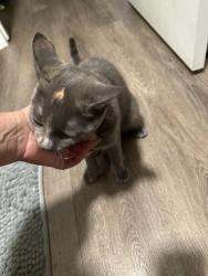 Reunited Female Cat last seen Near entrance of leed river, Northampton, MA 01053