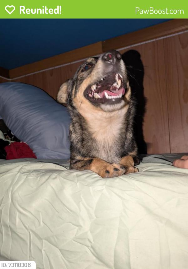Reunited Male Dog last seen Near travis avenue, Midland, TX 79703