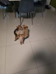 Reunited Male Dog last seen Elementary school, Kendall, FL 33173