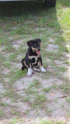 Found/Stray Male Dog last seen Waiting ests, Spring Hill, FL 34609