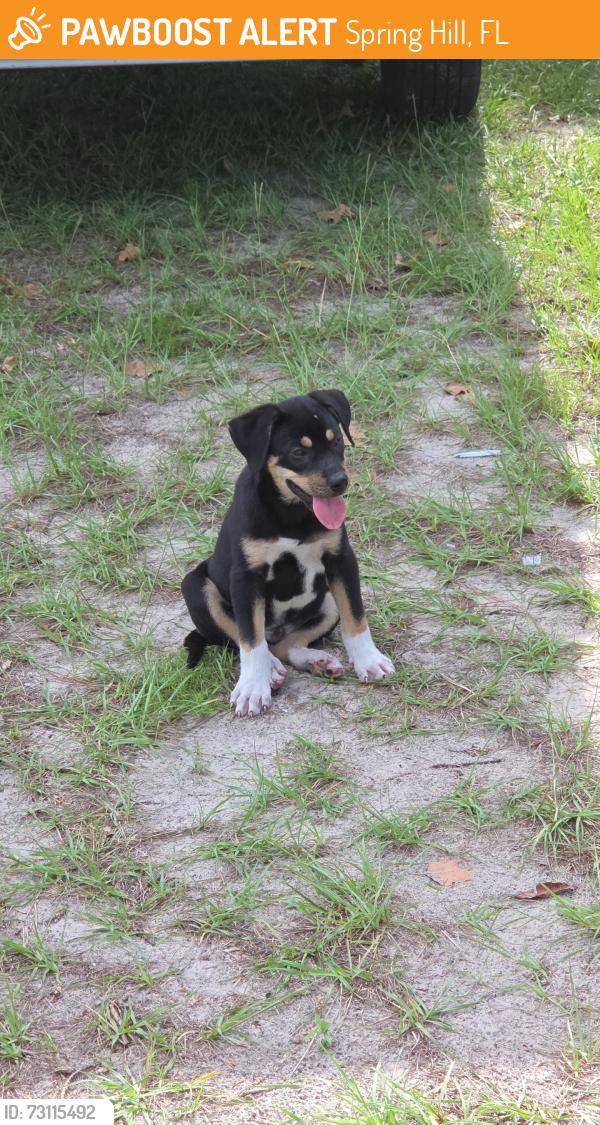 Found/Stray Male Dog last seen Waiting ests, Spring Hill, FL 34609