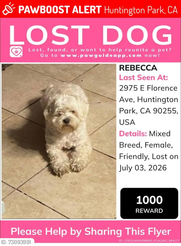 Lost Female Dog last seen Near Marconi st Huntington Park, Huntington Park, CA 90255