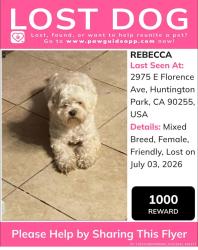 Lost Female Dog last seen Near Marconi st Huntington Park, Huntington Park, CA 90255
