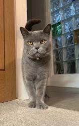 Reunited Male Cat last seen Holmes Chapel Road / Moss Lane near Brereton Heath., Cheshire East, England CW12 4SW