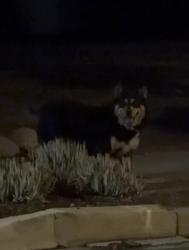 Found/Stray Unknown Dog last seen Hillsides Psycotherapy/Mental Health, Los Angeles, CA 90042