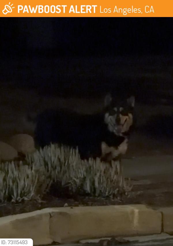 Found/Stray Unknown Dog last seen Hillsides Psycotherapy/Mental Health, Los Angeles, CA 90042