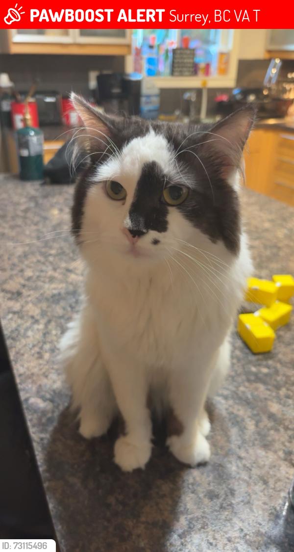 Lost Male Cat last seen Near 17 ave, Surrey, BC V4A 1T6