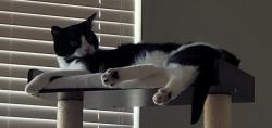 Reunited Male Cat last seen Near Ticonic Road, Lithonia, GA 30058