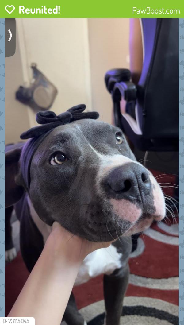 Reunited Male Dog last seen Klawitter Park, Richton Park, IL 60471