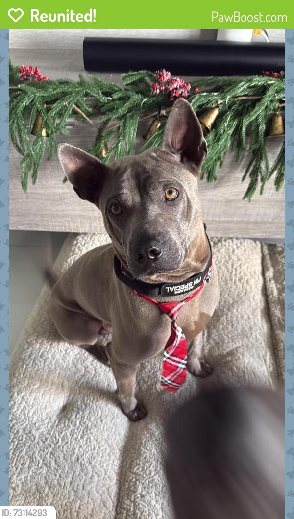 Reunited Male Dog last seen Near sw 26 pl Davie, FL, Davie, FL 33328