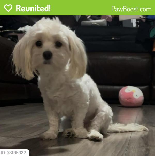 Reunited Female Dog last seen Near Illinois Ave, New Port Richey, FL 34652