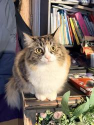 Lost Female Cat last seen East 6th ave, Anchorage, AK 99504