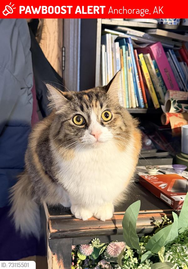 Lost Female Cat last seen East 6th ave, Anchorage, AK 99504
