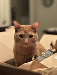 Reunited Male Cat last seen Near Darby and Hoffman elementary, Hilliard, OH 43026