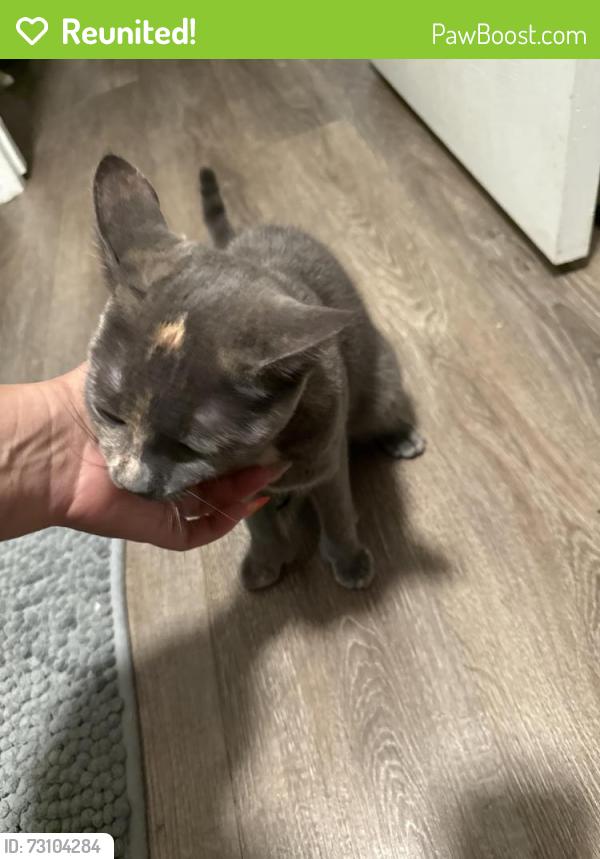 Reunited Female Cat last seen Near entrance of leed river, Northampton, MA 01053