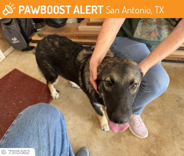 Found/Stray Female Dog last seen Sidbury Circle and Harvest Trail, San Antonio, TX 78250