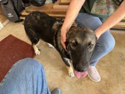 Found/Stray Female Dog last seen Sidbury Circle and Harvest Trail, San Antonio, TX 78250
