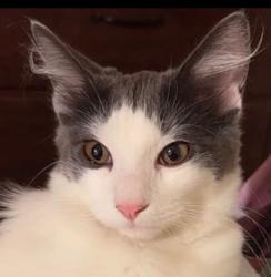 Lost Female Cat last seen Near Paola Pl San Diego CA 92117, San Diego, CA 92117
