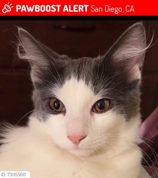 Lost Female Cat last seen Near Paola Pl San Diego CA 92117, San Diego, CA 92117