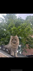 Reunited Female Cat last seen Holly Road/Brookside Avenue, Poynton, Poynton, England SK12 1PW
