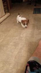Lost Male Dog last seen Biggs Hey, North East, MD 21901