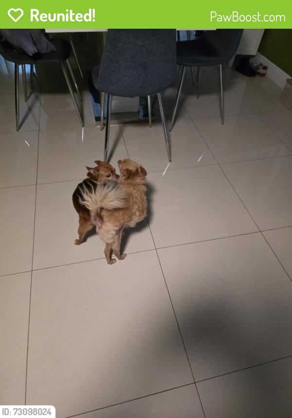 Reunited Male Dog last seen Elementary school, Kendall, FL 33173