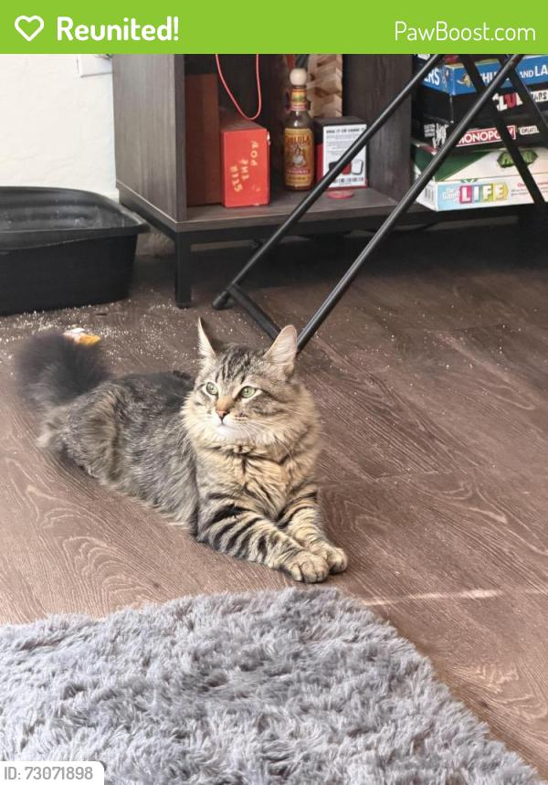 Reunited Male Cat last seen Broadway and 83rd Ave, Tolleson, AZ 85043