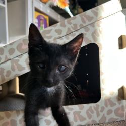 Shelter Stray Male Cat last seen , 8020 Washington St, Port Richey, FL 34668, USA