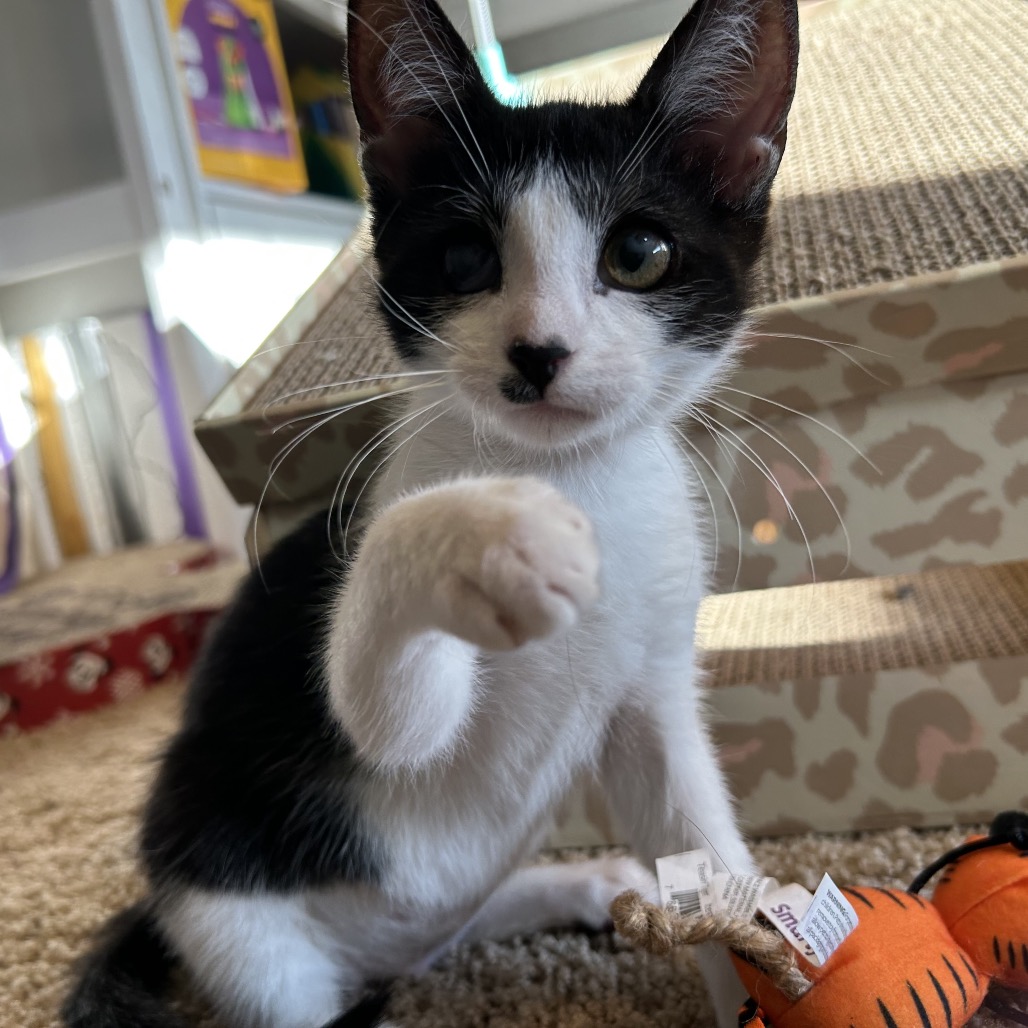 Shelter Stray Female Cat last seen , 8020 Washington St, Port Richey, FL 34668, USA