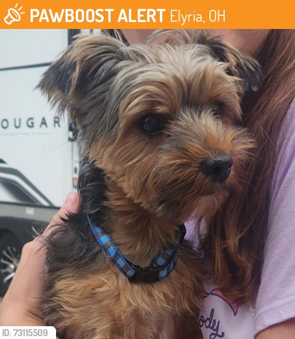 Found/Stray Male Dog last seen Park, Elyria, OH 44035