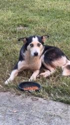Found/Stray Female Dog last seen Morgan Rd, Temple, GA 30179
