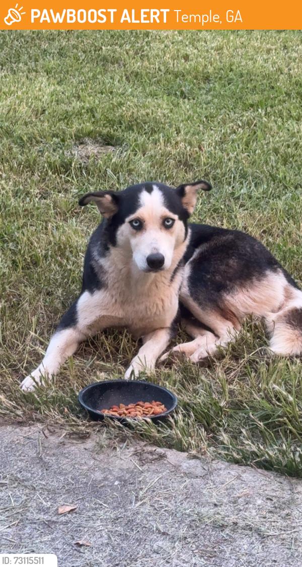 Found/Stray Female Dog last seen Morgan Rd, Temple, GA 30179