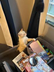 Lost Male Cat last seen Skyland Falls, Kingsport, TN 37664