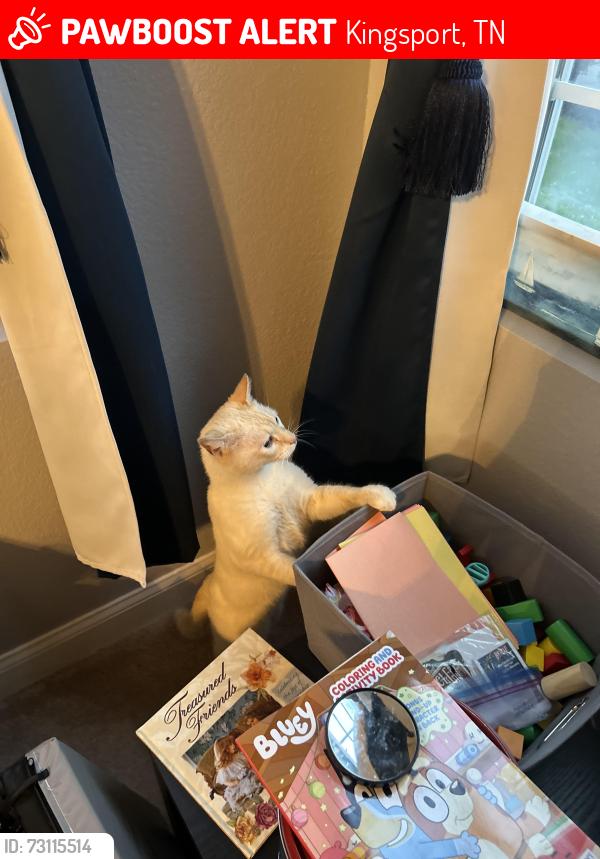 Lost Male Cat last seen Skyland Falls, Kingsport, TN 37664