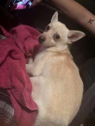 Found/Stray Male Dog last seen By the apmts near cowabunga, North Reading, MA 01864