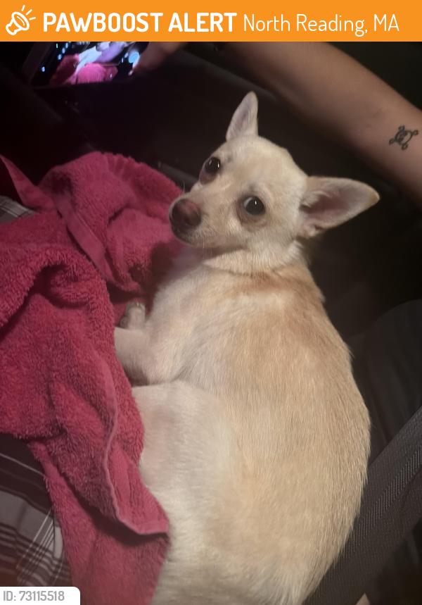 Found/Stray Male Dog last seen By the apmts near cowabunga, North Reading, MA 01864