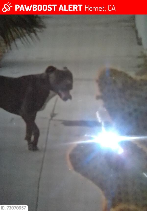 Lost Male Dog last seen Juanita and Mayberry Hemet, Hemet, CA 92543