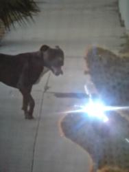 Lost Male Dog last seen Juanita and Mayberry Hemet, Hemet, CA 92543