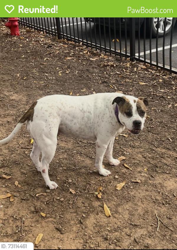 Reunited Female Dog last seen Estes Dr, Chapel Hill, NC 27510