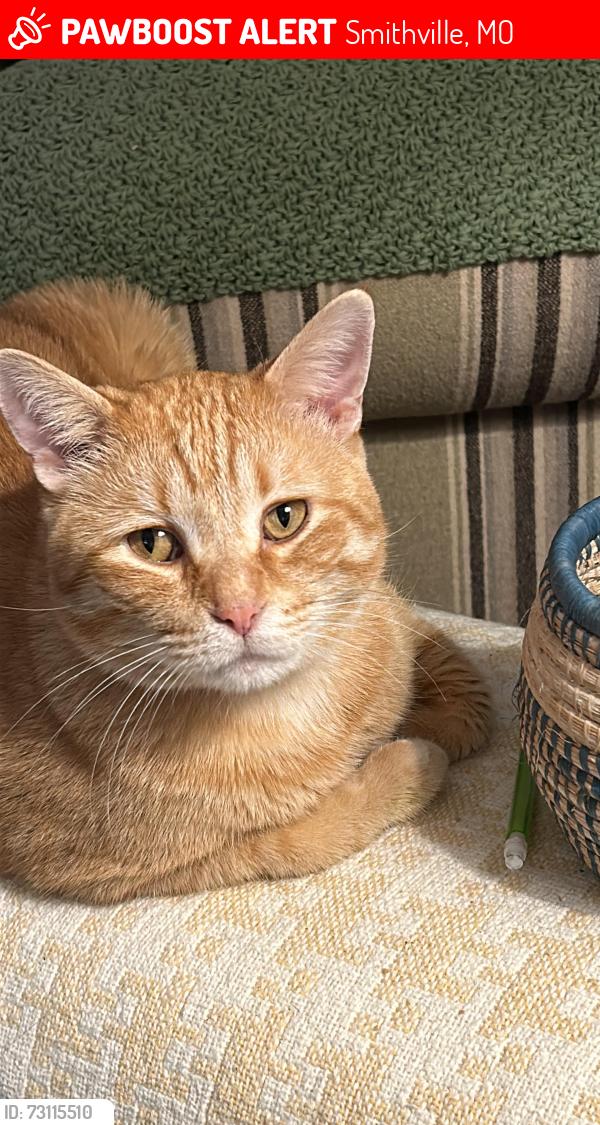 Lost Male Cat last seen Near Corbyn Lane, Clay Creek s north of Smithville, MO, Smithville, MO 64089