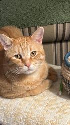 Lost Male Cat last seen Near Corbyn Lane, Clay Creek s north of Smithville, MO, Smithville, MO 64089