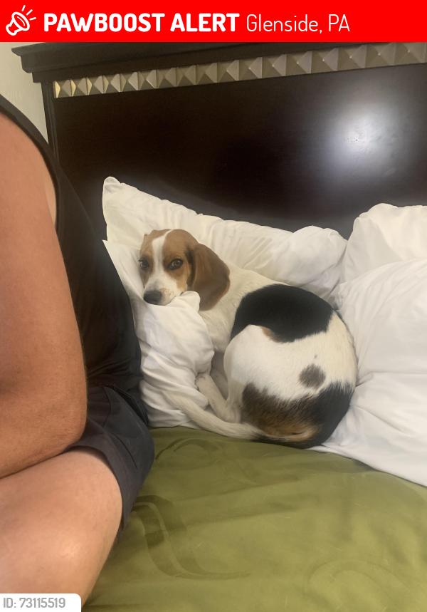 Lost Male Dog last seen Roslyn ave and edgecomb Glenside pa, Glenside, PA 19038