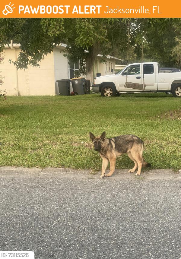 Found/Stray Unknown Dog last seen Bankhead ave Jacksonville Florida, Jacksonville, FL 32207